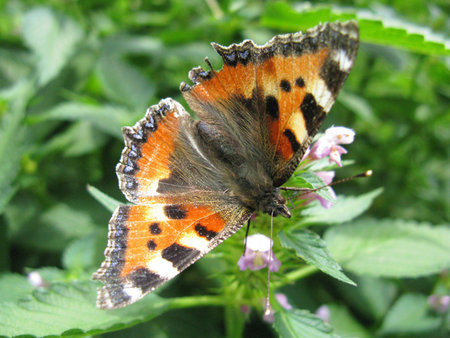 A small tortoiseshell   aglais urticae  on a flowerの写真素材