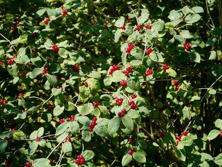 A bush with red berries on the leavesの写真素材