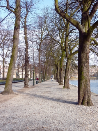 European or common beeches  fagus sylvatica  in perspectiveの写真素材