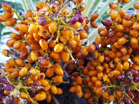 Yellow fruits in a subtropical palm tree