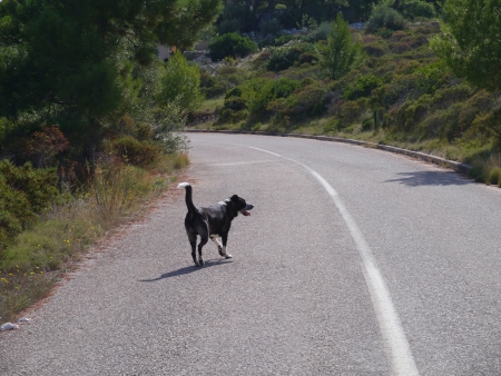 A black dog on the road in thwe rough landscape of Lastovo in Croatiaの写真素材