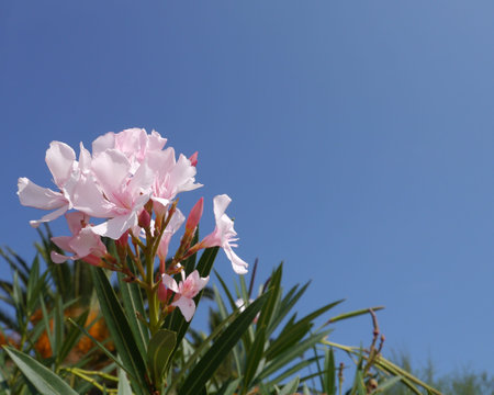 A pink blooming Oleander flower opposite a blue sky
