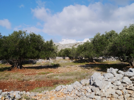 Old olive trees between the dry stone walls on the island Kornat in Croatiaの写真素材