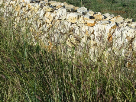 Flowering grasses in nature in front of a dry stone wallの写真素材