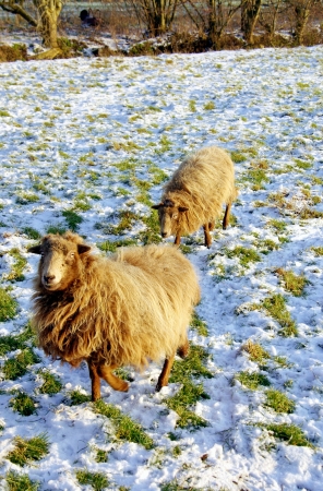 Sheep in a meadow with snowの写真素材