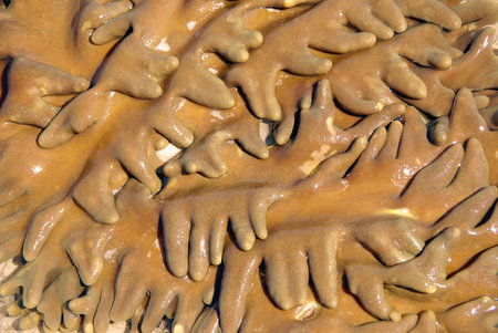 Sea anemone  actiniaria  on the coast of the island Sumilon in the Philippinesの写真素材