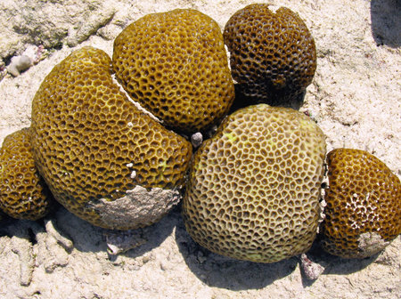 Coral fossils at the coast of a Filipino island