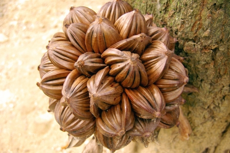 The fruit of a water coconut treeの写真素材