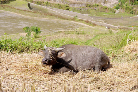 A ruminating water buffalo in Bangaan in the Philippines