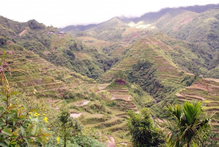 Rice cultures on terraces in the mountains of Banau in Luzon in the Philippinesの写真素材