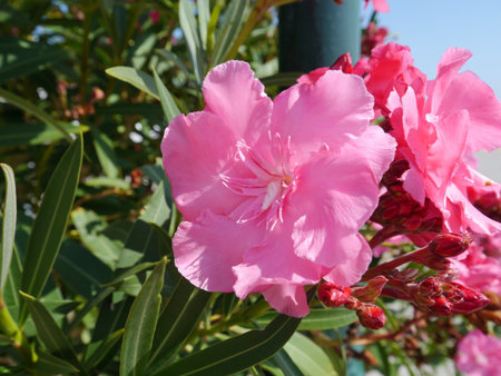A flowering Nerium Oleander on an evergreen toxic shrub or small tree