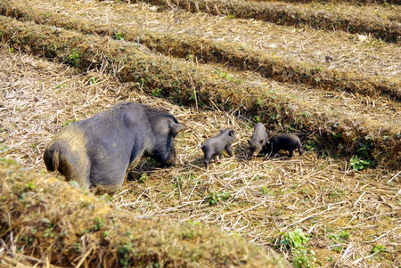 A potbellied pig with piglets on the straw of a rice terrace in Vietnam