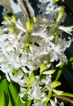 A white blooming hyacinth in springの写真素材