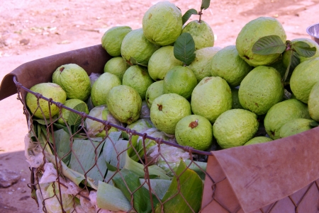 Fresh green guave fruits in Vietnamの写真素材