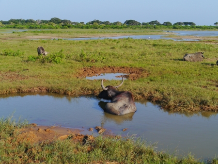 A buffalo in a pool in the Yala national park in Sri Lankaの写真素材