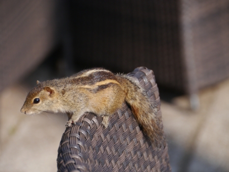 An Indian palm squirrel  Funam bulus palmarum  on a chair in Sri Lankaの写真素材