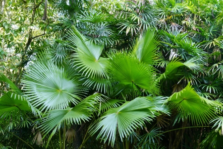 A tropical plant in a park in Sri Lankaの写真素材