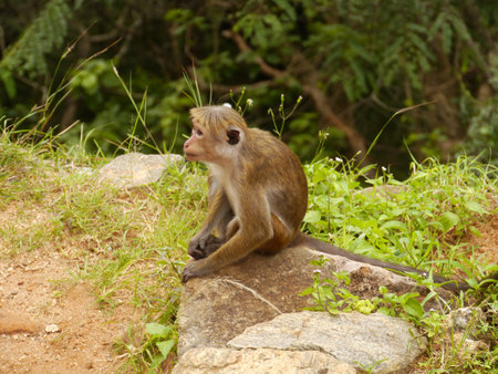 Toque Macaque monquis also called rilewa or rilawa monkey in Sri Lanka