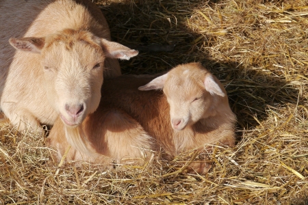 A goat with a baby goat in the straw at a farmの写真素材