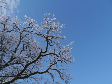 Branches with snow opposite a blue skyの写真素材