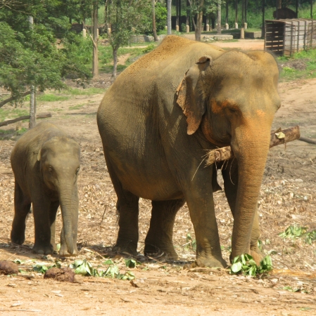 Pinnawala elephant orphanage in Sri Lankaの写真素材