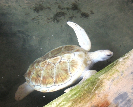 An albino water turtle  safe in a pond of a hatchery in Sri Lankaの写真素材