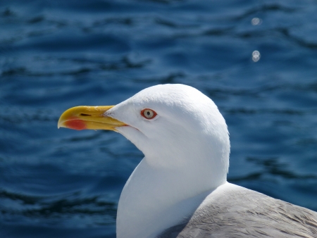 A portrait of a herring gull  larus argentatus  の写真素材