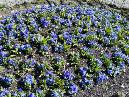 Bloom bed with blue pansy flowers in a park in springの写真素材