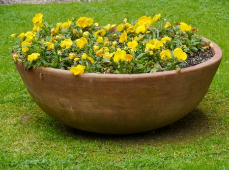 Yellow flowering pansies in springの写真素材