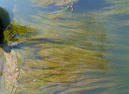 Water plants under water in the Lemene river in Portogruaro in Italy