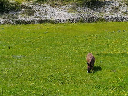 A donkey in a green meadow with yellow flowers in spring in Croatiaの写真素材