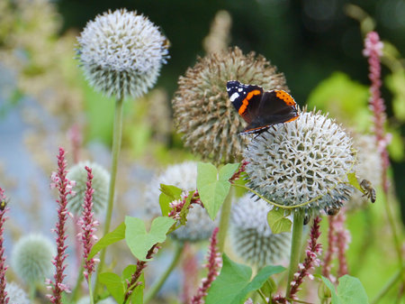 Red admiral  buddleja davidii  butterfly on a great globe thistle  echinops spheerosphalus  or pale...