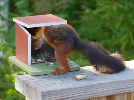 An Eurasian red squirrel  sciurus vulgaris  foraging in a garden in Swedenの写真素材