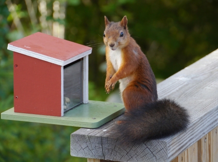 An Eurasian red squirrel  sciurus vulgaris  foraging in a garden in Swedenの写真素材