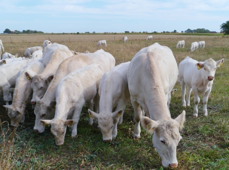 Blonde d aquitaine cows on the fields of the island Oeland in the Baltic sea of Swedenの写真素材