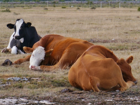 Ruminating cows in a Swedish fieldの写真素材