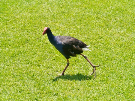 An Australian purple  swamphen  porphyrio porphyrio  in Australiaの写真素材
