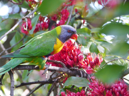 Rainbow lorikeet  Trichoglossus haematodus  in a flowering weeping boerboon tree  schotia...