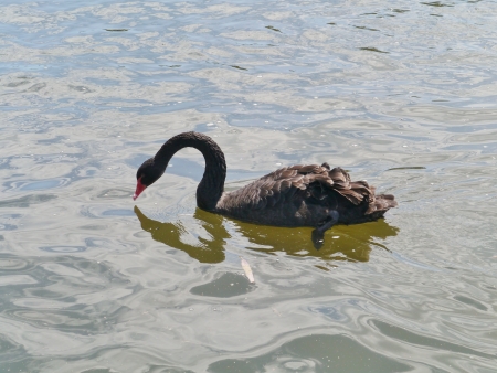 A black swan  Cygnus Atratus  swimming in a poolの写真素材