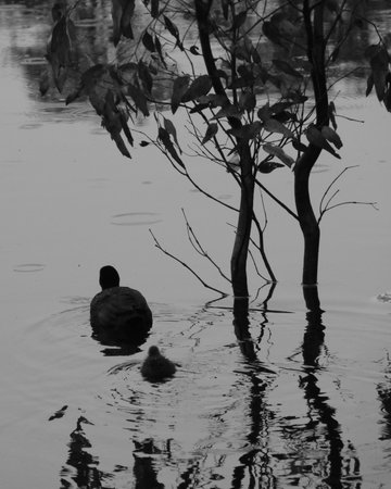 An Eurasian Coot with a young in a pool in black and whiteの写真素材