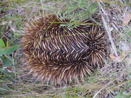 The short-beaked echidna or anteater  Tachyglossus aculeatus  in Australiaの写真素材