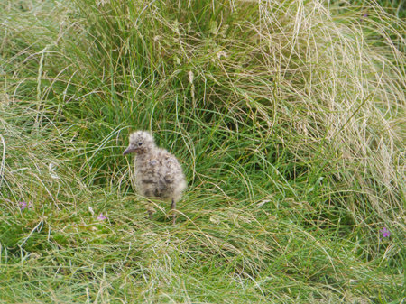 A young Silver gull  larus novaehollandiae  on Philip island in Australia