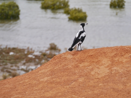 The Australian Magpie  gymnorhina  tibicen  on the red earth in Australiaの写真素材