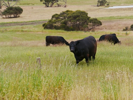 Black cows in a meadow with trees on Kangeroo Island in Australiaの写真素材