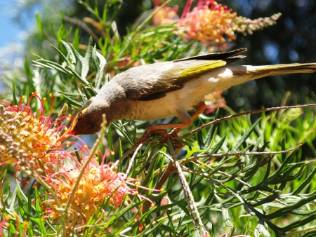The Yellow-throated Miner or White-rumped Miner  Manorina flavigula  on a flowering bushの写真素材