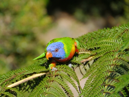 Rainbow lorikeet  Trichoglossus haematodus の写真素材