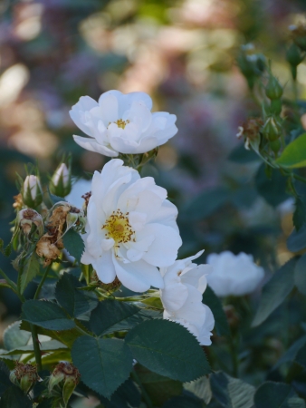 A white flowering wild roseの写真素材