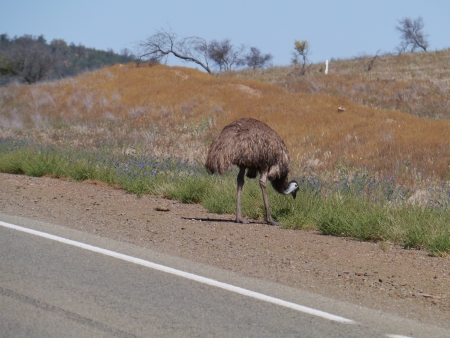The emu  Dromaius novaehollandiae  walking along a road in south Australiaの写真素材