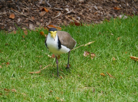 Masked Lapwing is native to Australiaの写真素材