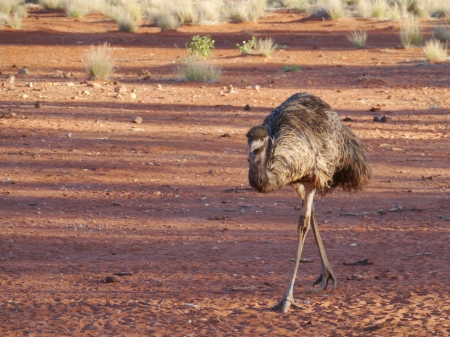 Emu in the fields of south Australiaの写真素材